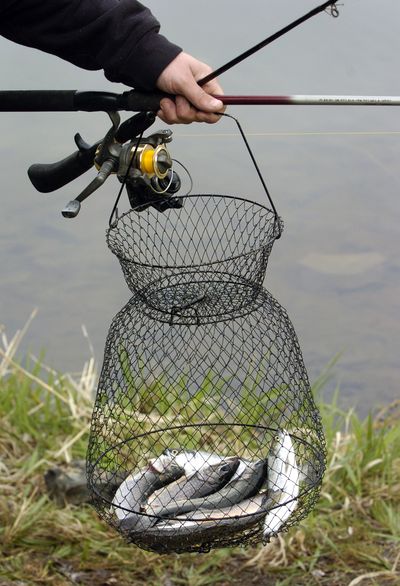 Bringing home a nice catch will be a little more expensive once higher fees go into effect in Washington. (File / The Spokesman-Review)