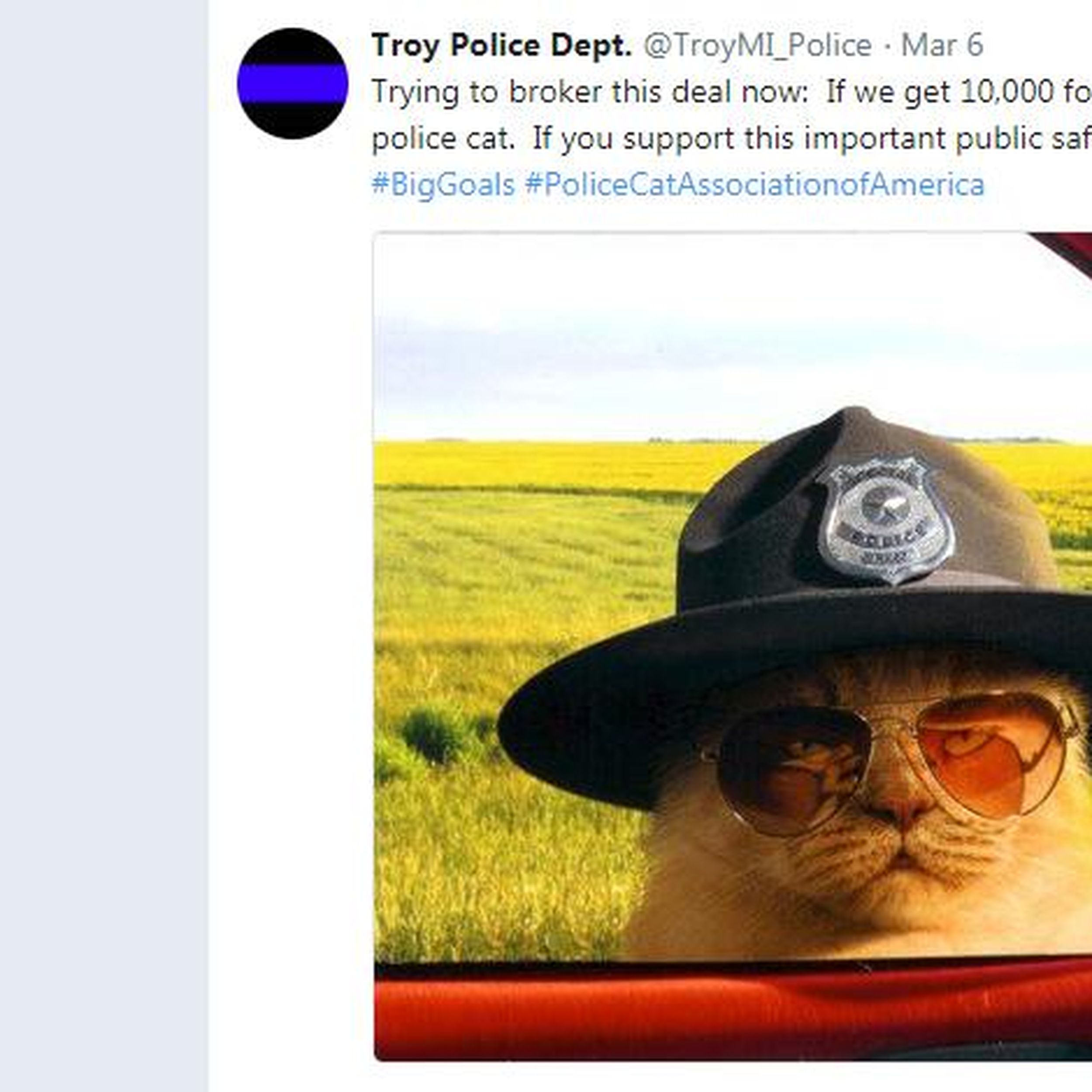 Police cat on way after Michigan department exceeds Twitter challenge