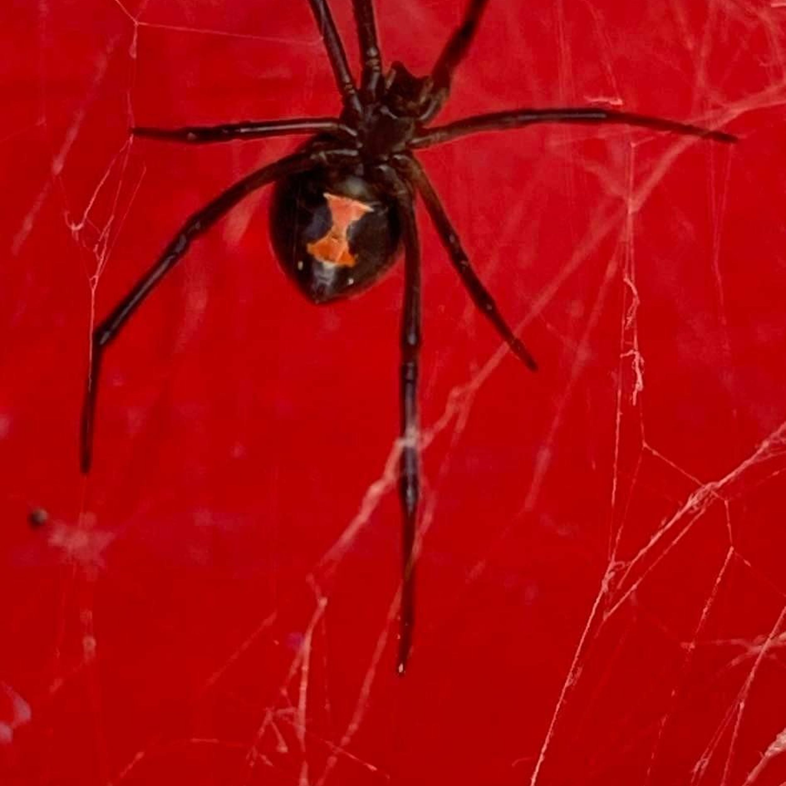 Let's Talk About Black Widow Spider Control In Owensboro