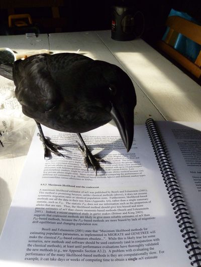 This photo provided by Morgan Erickson-Davis shows Mose, a pet raven, in the Stony Creek Campground west of Philipsburg, Mont. Mose disappeared Oct. 28. (Associated Press)