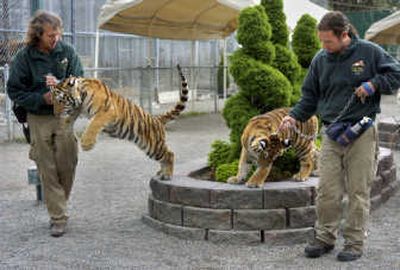 
The Spokesman-Review Matt Hearst, left, guides Tuga and Ryan Wyche leads Koshka through the exhibit area at Cat Tales Zoological Park.
 (Dan Pelle / The Spokesman-Review)
