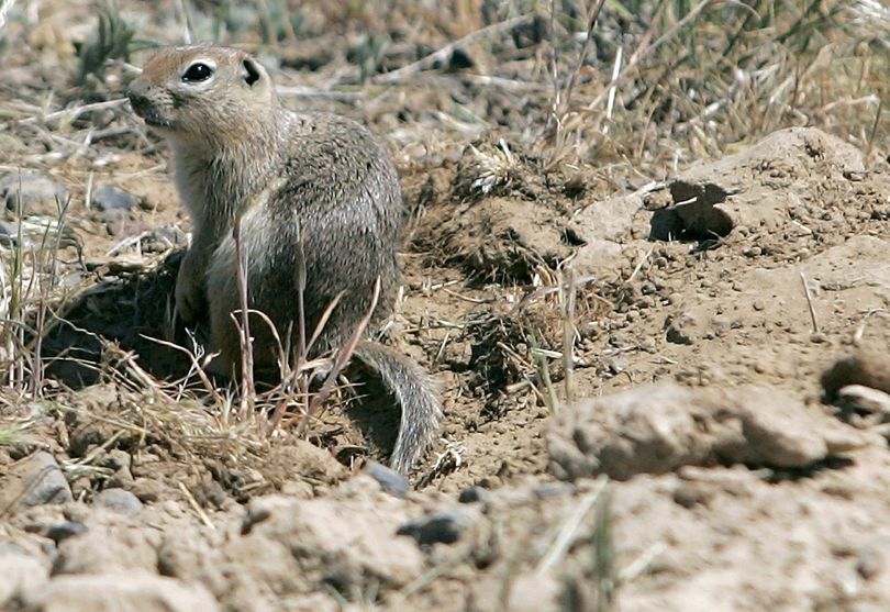 A ground squirrel surveys the land surrounding its burrow on the McWhorter Ranch near Prosser, Wash.