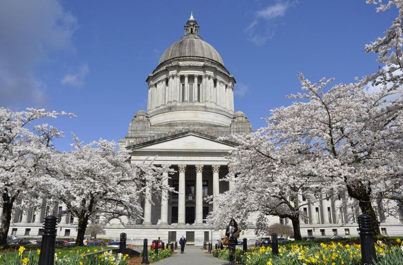 Flowering cherry trees and daffodils line the walkway to the south entrance of the domed Legislative Building in Olympia this week. (Jim Camden/The Spokesman-Review)
