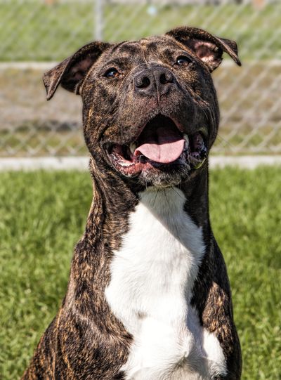 Buddy is a brindle with white coloring, active dog. (Kathy Piper / For The Spokesman-Review)