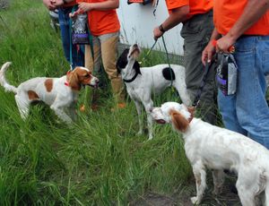 The Spokesman-Review Pepper (center), a German wire-haired pointer, was the top dog in a National Shoot To Retrieve Association trial last June near Rosalia. (Rich Landers / The Spokesman-Review)