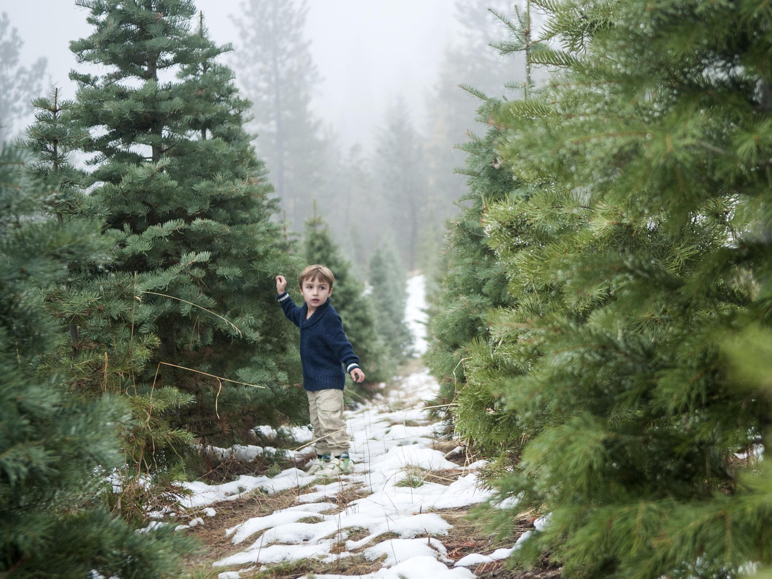 Harvest Memories At U Cut Christmas Tree Farms The Spokesman Review