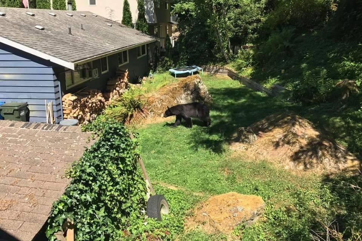 The Washington Department of Fish and Wildlife is five years into a study of bears in the Cascades living near the I-90 corridor. Preliminary findings indicate many of these bears are overweight and dying young. (King County BearSmart / Courtesy)