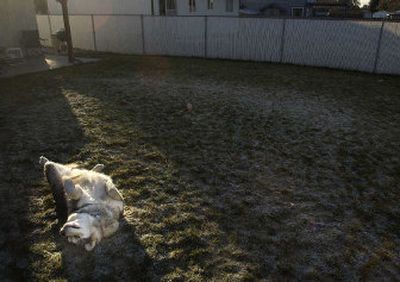 
Loki, an obese malamute, soaks up the afternoon sun in his owner's Spokane Valley yard. 
 (Brian Plonka / The Spokesman-Review)