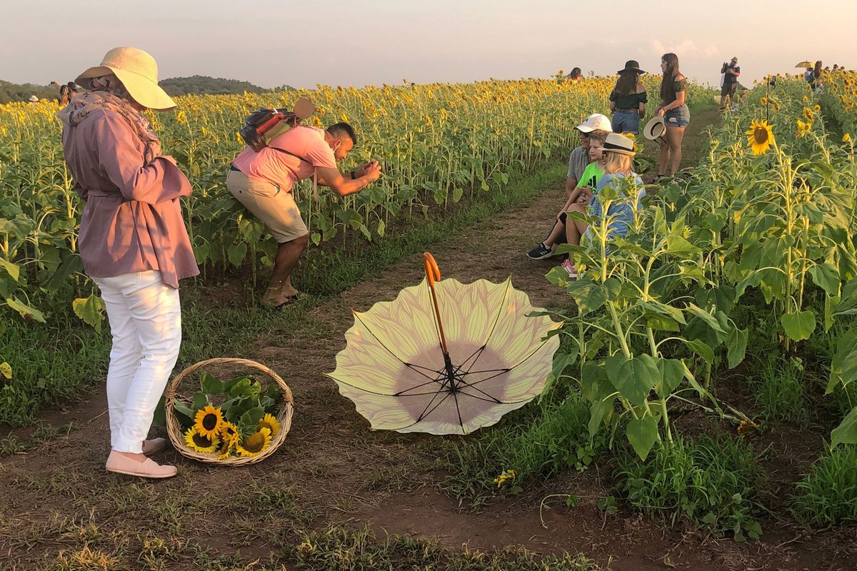 At Burnside Farms in Nokesville, Virginia, strangers help one another document their outing in a sunflower field.  (Andrea Sachs)