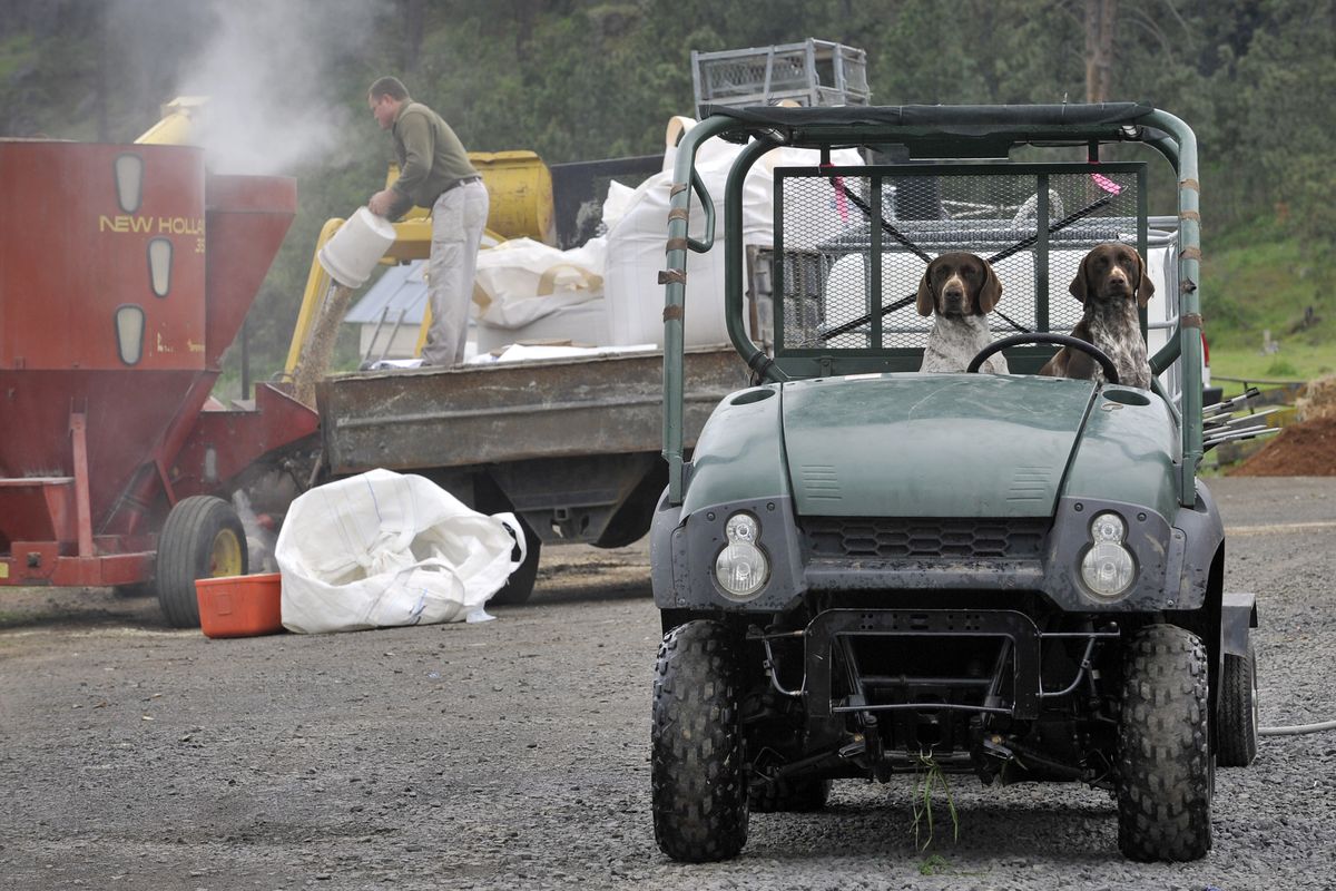Allen Widman mixes feed for his chickens, while his dogs, Birdy and Hoodoo wait for a ride in Widman