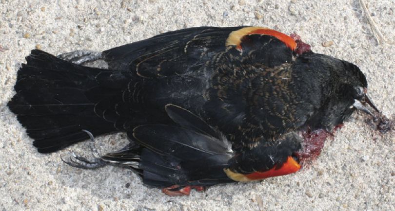 A dead red-winged blackbird, one of nearly 2,000 found in Beebe, Ark., on Jan. 1, 2011. (Warren Watkins / The Daily Citizen)