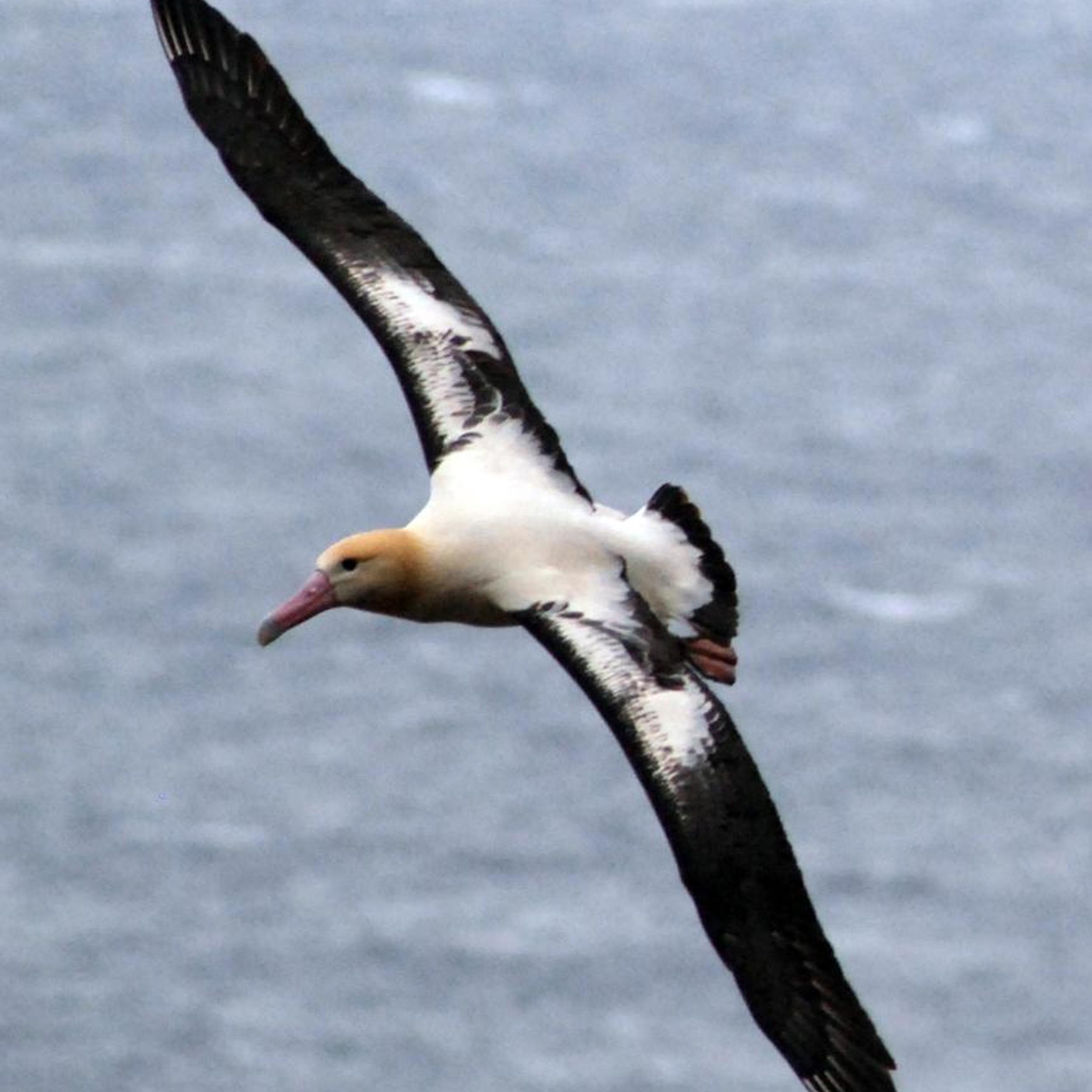 Albatross-Fishing_Boats.JPG.jpg