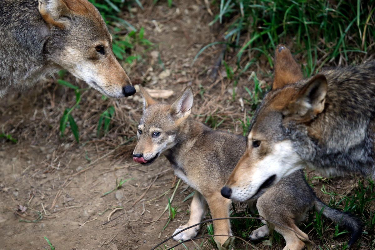 In this June 13, 2017, file photo, the parents of this 7-week-old red wolf pup keep an eye on their offspring at the Museum of Life and Science in Durham, N.C. A panel of top scientists has concluded that the endangered red wolf is a species unto itself. The government-funded study by the National Academy of Sciences gives the beleaguered canine a scientific and political boost at a time when its numbers have plummeted in the wild. (Gerry Broome / AP)