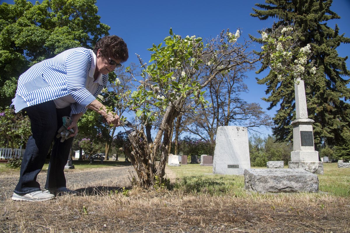 Diane Sullivan trims dead branches from a bush at the Marshall Cemetery, May 23, 2017. The tall grave marker at right where Daniel Goodsell was buried in 1894 is one of the oldest graves on the property. (Dan Pelle / The Spokesman-Review)