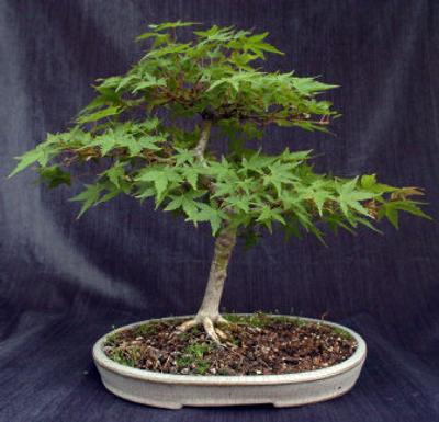 
The Inland Empire Bonsai Society will discuss long-term development at its monthly meeting.
 (File/ / The Spokesman-Review)