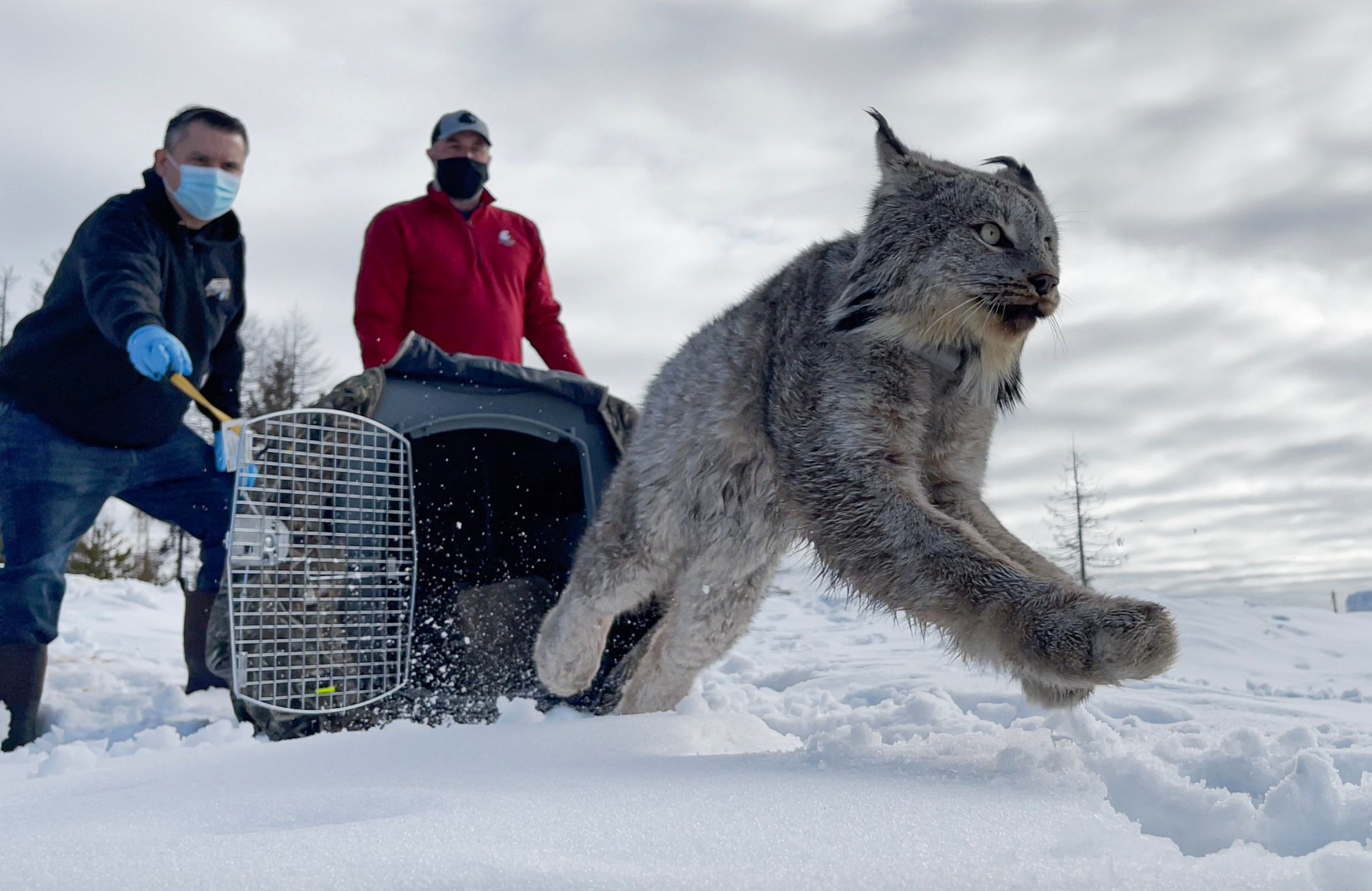 Elusive Black Canada Lynx Filmed in Wild for First Time Ever