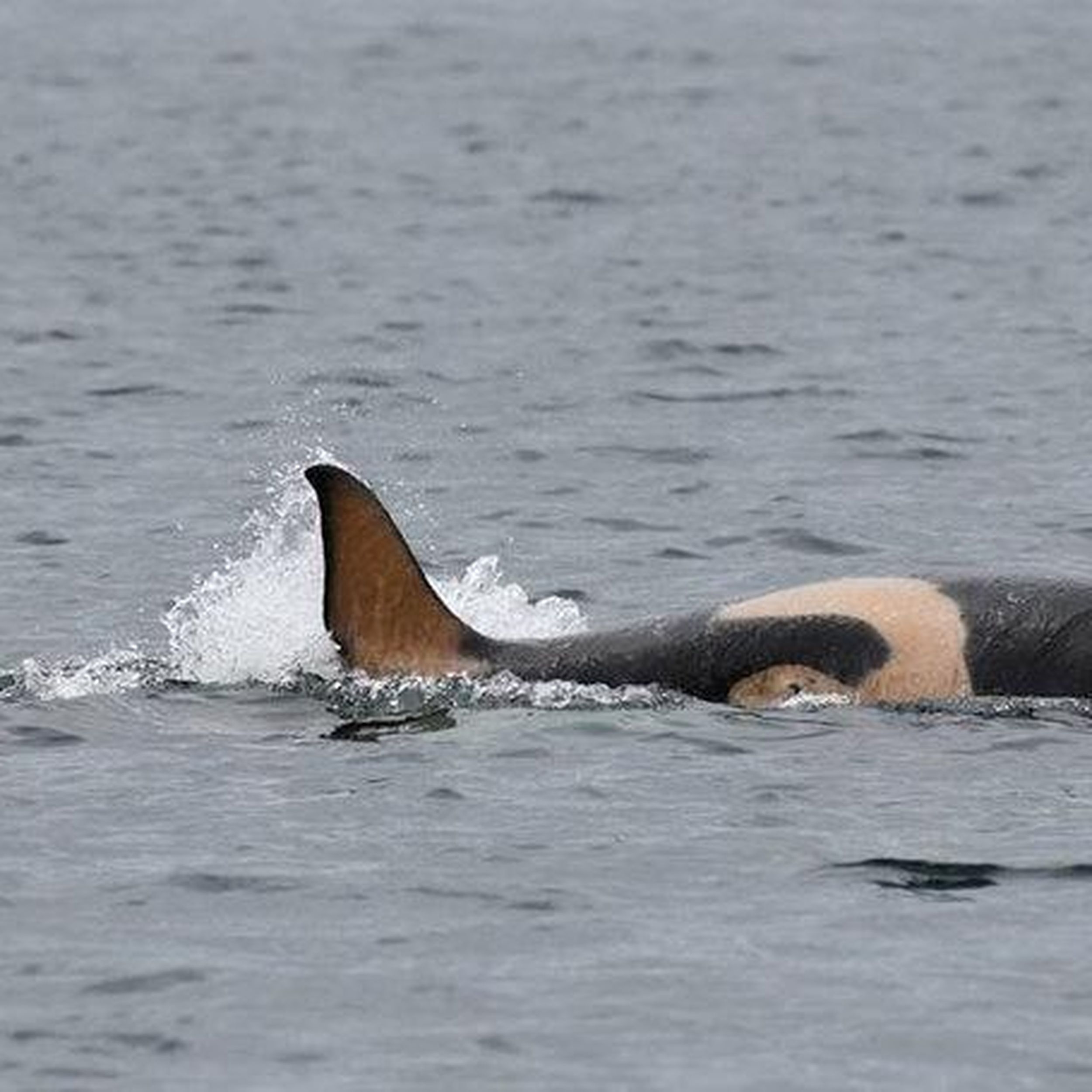 Another baby orca born to J pod — the second this month