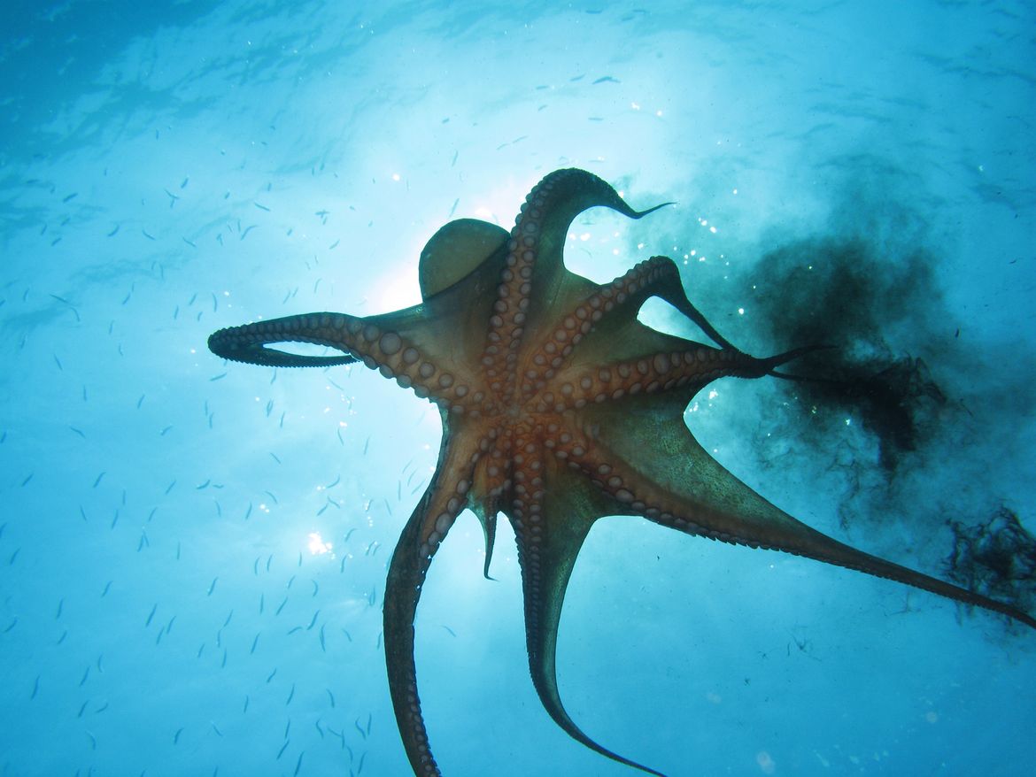 Ask Dr. Universe Octopuses, squid and cuttlefish have an inky defense