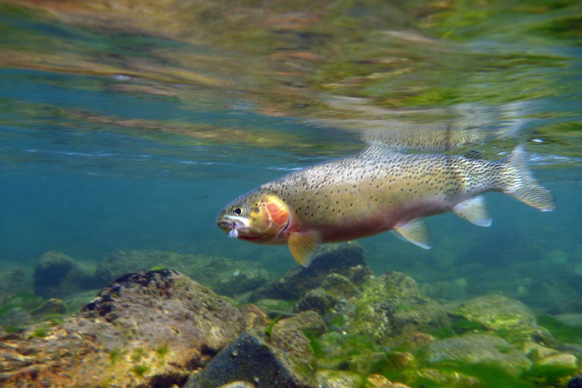 Trails and fish flourished in aftermath of 1910 fires