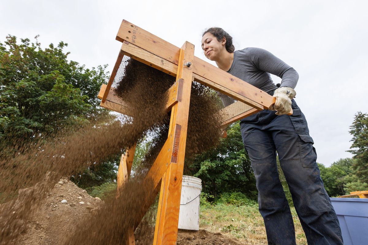 Screening soil for artifacts, Linda McNulty Perez, a doctoral student studying ancient history at Princeton University, gets field experience while volunteering on an archaeological dig on July 25 near Northgate in Seattle. (Ken Lambert)