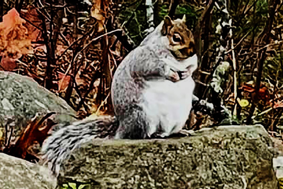 A squirrel is seen in the yard of a Damariscotta, Maine home. The squirrel earned the nickname “Fatty McFatterson” from Ditkoff.  (HONS)