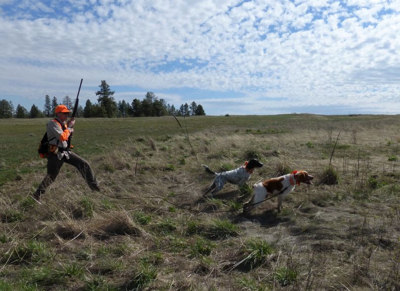 John Roland approaches his Brittany and Rich Landers' English setter during a training session on pen-raised pheasants at Little Canyon Shooting. (Rich Landers)