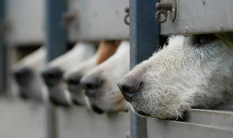 The noses of these hounds or many other breeds of dog could help big-game hunters find wounded game if it weren't illegal in Washington.  (Associated Press)