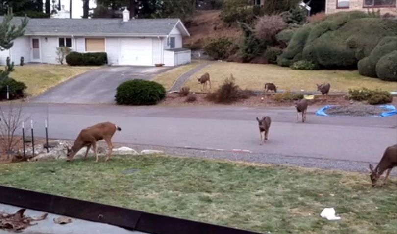 Deer are feeling at home in some neighborhoods of Bellingham, Washington. (Courtesy via KOMO-TV)