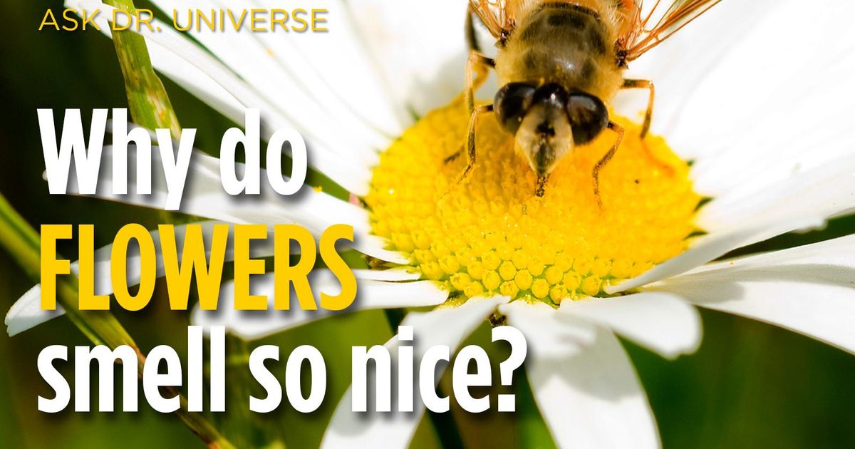 Ask Dr. Universe Why do flowers smell so nice? The SpokesmanReview