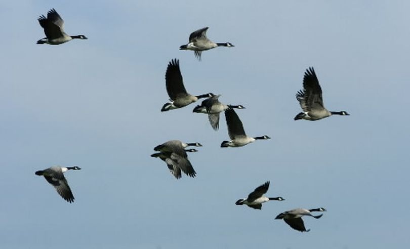 Cackling Goose Identification, All About Birds, Cornell Lab of