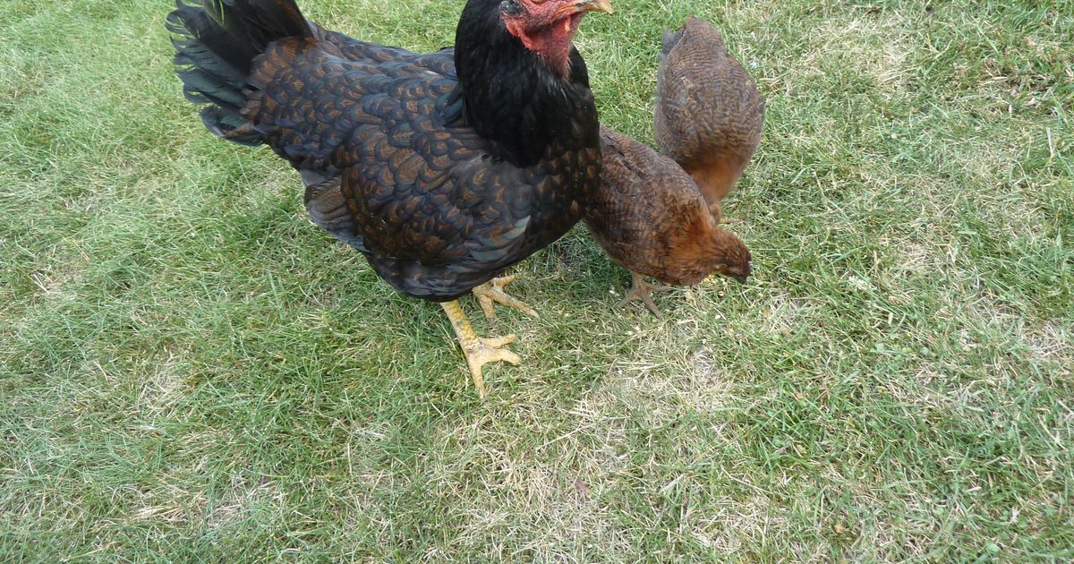 Front Porch: 11-year-old Miss Chicken dons support bra, still clucking