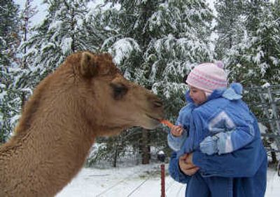 
With help from a fresh carrot, Kali Andrews, 5, gets acquainted with Noah the dromedary recently at his pasture in Athol.
 (Herb Huseland / The Spokesman-Review)