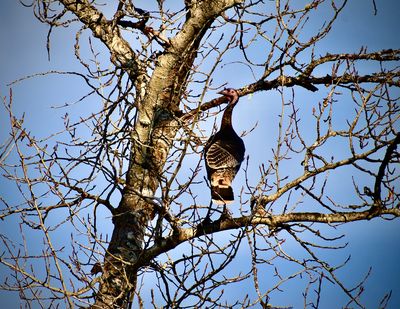 A turkey hangs out in a tree in the Pend Oreille River Valley last week in this photo by Nia Patton.  (Courtesy of Nia Patton )