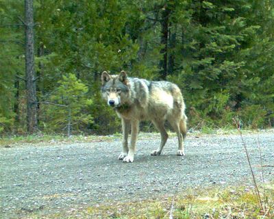 This remote camera photo taken May 3 and provided by the U.S. Fish and Wildlife Service shows the wolf OR-7 in southwest Oregon’s Cascade Range. (Associated Press)