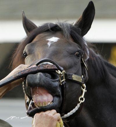 Kentucky Derby entrant Dialed In gets a bath after a morning workout at Churchill Downs Friday, May 6, 2011, in Louisville, Ky. (Ed Reinke / Associated Press)