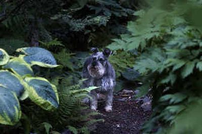 
If you have a dog that digs up the garden, creating a space that's all his may help the problem.If you have a dog that digs up the garden, creating a space that's all his may help the problem.
 (File/File/ / The Spokesman-Review)