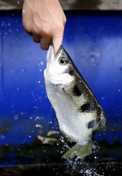 ORG XMIT: XMB101 An archerfish latches onto the finger of a young tourist who lured it out of the water with bread on his finger tip during a visit to a fish farm at the Kilim Karts Geoforest Park on Langkawi island in Malaysia, Thursday, April 16, 2009. Langkawi Geopark is Malaysia's first geopark and is located in the far northwestern corner of peninsular Malaysia .(AP Photo/Mark Baker) (Mark Baker / The Spokesman-Review)