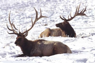 
 The odds for drawing a permit to hunt elk in special seasons would gradually improve if Idaho adopts bonus-point proposals.
 (Associated Press / The Spokesman-Review)