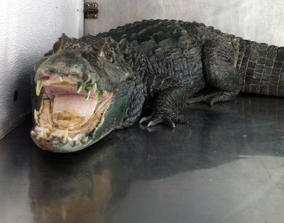 A caiman named “Mr. Teeth” is seen after it was discovered in a home in Castro Valley, Calif., on Wednesday. (Associated Press)