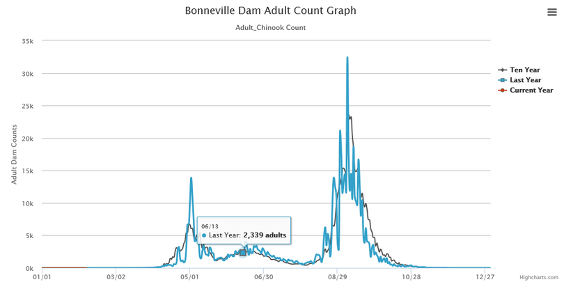 A spring chinook that climbed over Bonneville Dam this week was way ahead of the curve. (Fish Passage Center)