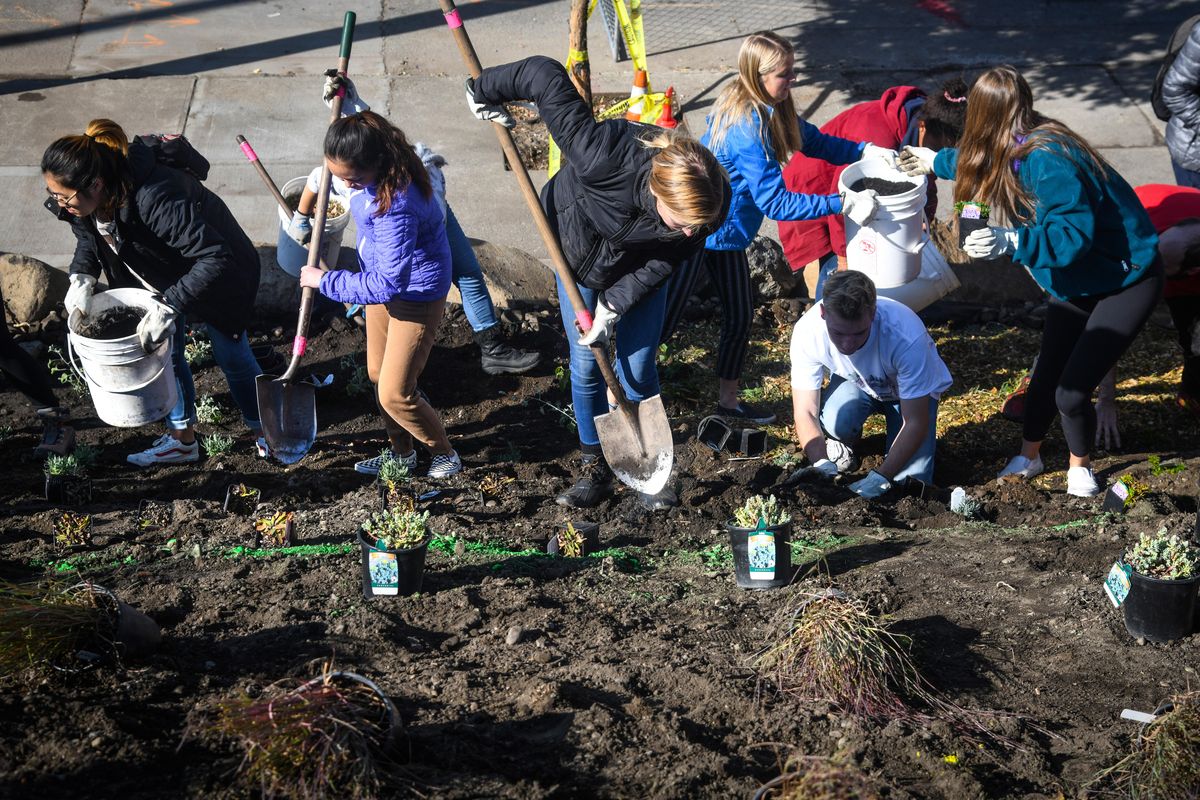 Volunteers plant a hillside at Washington Street and First Avenue as part of the Lands Council and Avista Reforest Spokane Day, Saturday, Oct. 12, 2019, in Spokane, Wash. (Dan Pelle / The Spokesman-Review)