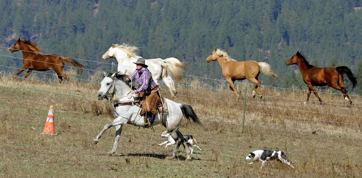 Back to work:

Often  the best photos happen at the   beginning of a shoot or at the   end. This  happened after the scheduled assignment was over and the subjects had gone back to doing what they do best. Shannon Morse and her herding dogs, Cricket and Freddie, head to the barn area at the Cowgirl Co-0p  on Oct. 16 near Colbert, Wash. Morse whistled for her dogs to heel and they were off and galloping through the meadow with the rush of the  horses tagging along. It is a goal of The Spokesman-Review photographers to capture the world around us in the most candid manner possible. Morse and her animals were in their true element for just a few seconds. (Dan Pelle / The Spokesman-Review)