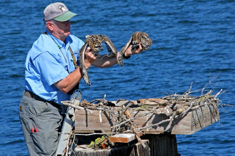 Osprey expert Wayne Melquist bands two 3-week-old osprey in nests along Lake Coeur d'Alene as the feature attraction for people aboard the annual osprey cruise boat trip. 
 (Carlene Hardt)