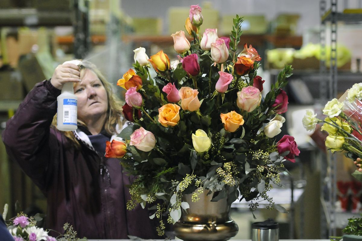 Robin Robinson, design team leader at Roses & More in Spokane Valley, puts the finishing touches on a four-dozen rose arrangement headed to the Northern Quest Hotel Current Spa for Valentine’s Day. (Dan Pelle)