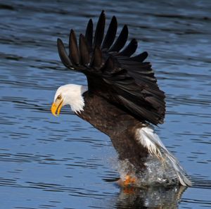 A reader submitted this photo of a bald eagle snatching a Lake CdA kokanee to the S-R eagle web page.