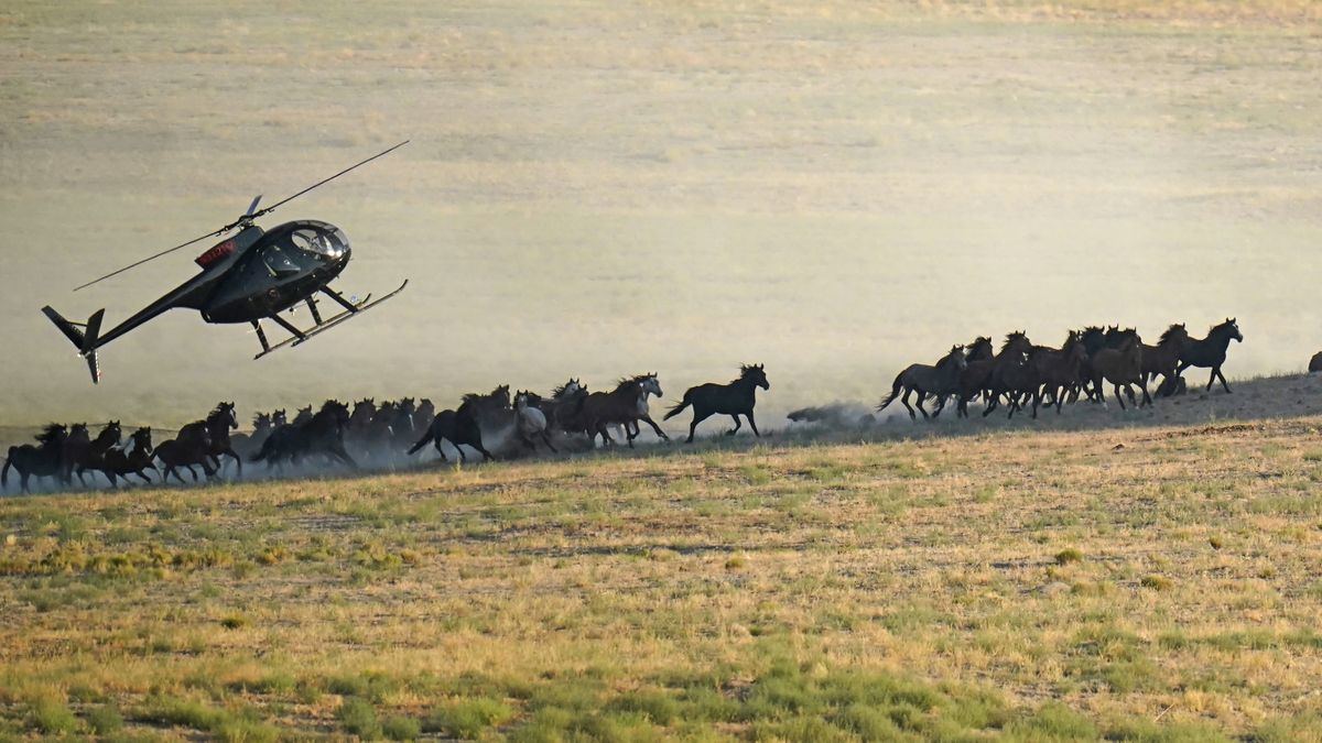 A helicopter pushes wild horses during a roundup July 16 near U.S. Army Dugway Proving Ground, Utah.  (Rick Bowmer)