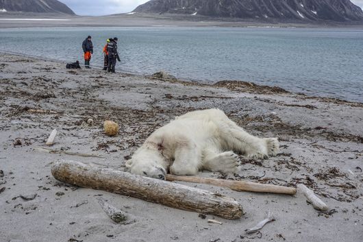 Polar Bear Killed After Attack On Arctic Cruise Ship Guard The Spokesman Review