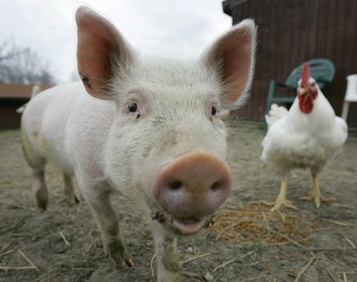 Anastasia, a young farm pig, walks around her yard at the Happy Trails Farm Animal Sanctuary in Ravenna, Ohio. Animal-welfare advocates are launching a campaign called The Someone Project that aims to highlight research depicting pigs and other farm animals as more intelligent than commonly believed. (Associated Press)