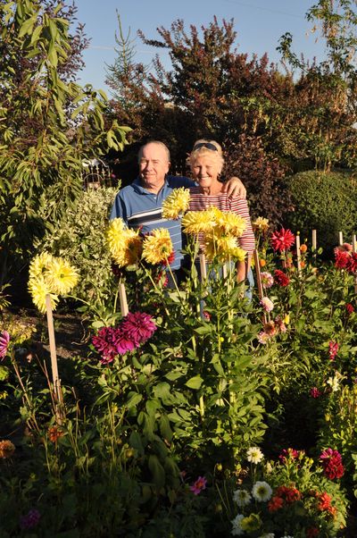 Mary Ann and Ken Corman stand among the dahlias at their Five Mile Prairie home garden, the Inland Empire Gardeners’ August Garden of the Month. The garden also will be part of the Spokane in Bloom tour next June.