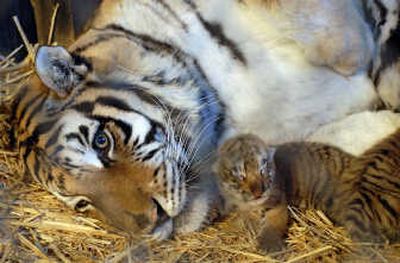 
Delilah, an 8-year-old Siberian Amur tiger cuddles with one of her four newborn cubs on Friday at Cat Tales in Mead. 
 (Dan Pelle / The Spokesman-Review)